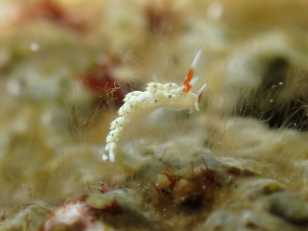 アオセンミノウミウシ