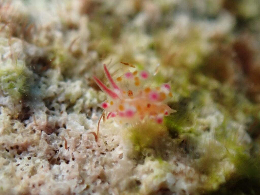 アカボシコヤナギウミウシ