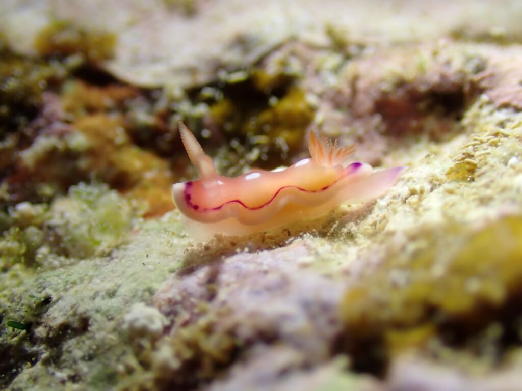 クラサキウミウシ