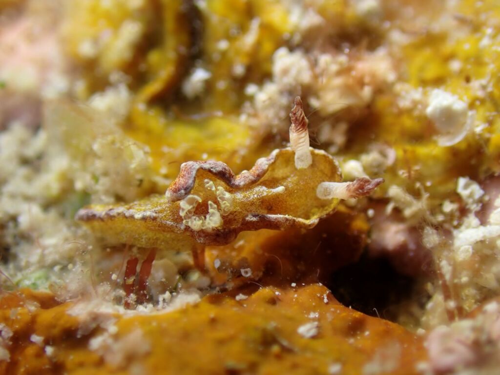 チャトラネコジタウミウシ