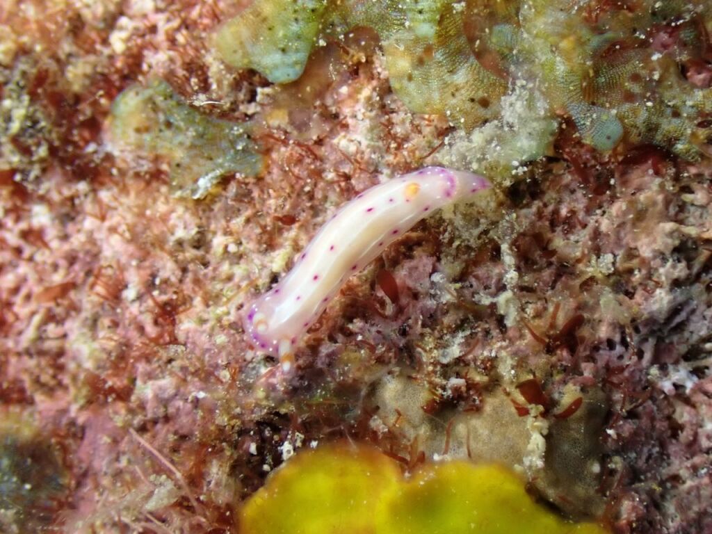 ニヨリセンテンウミウシかな