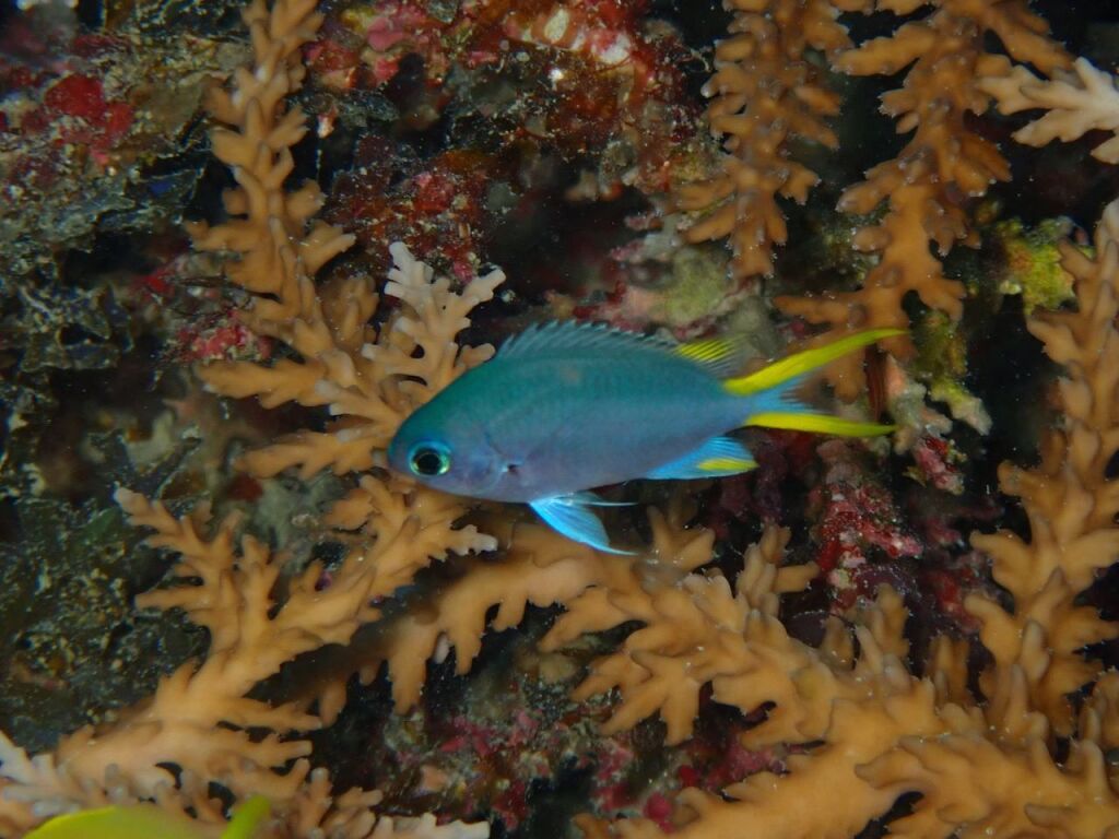 アルファスズメダイ幼魚