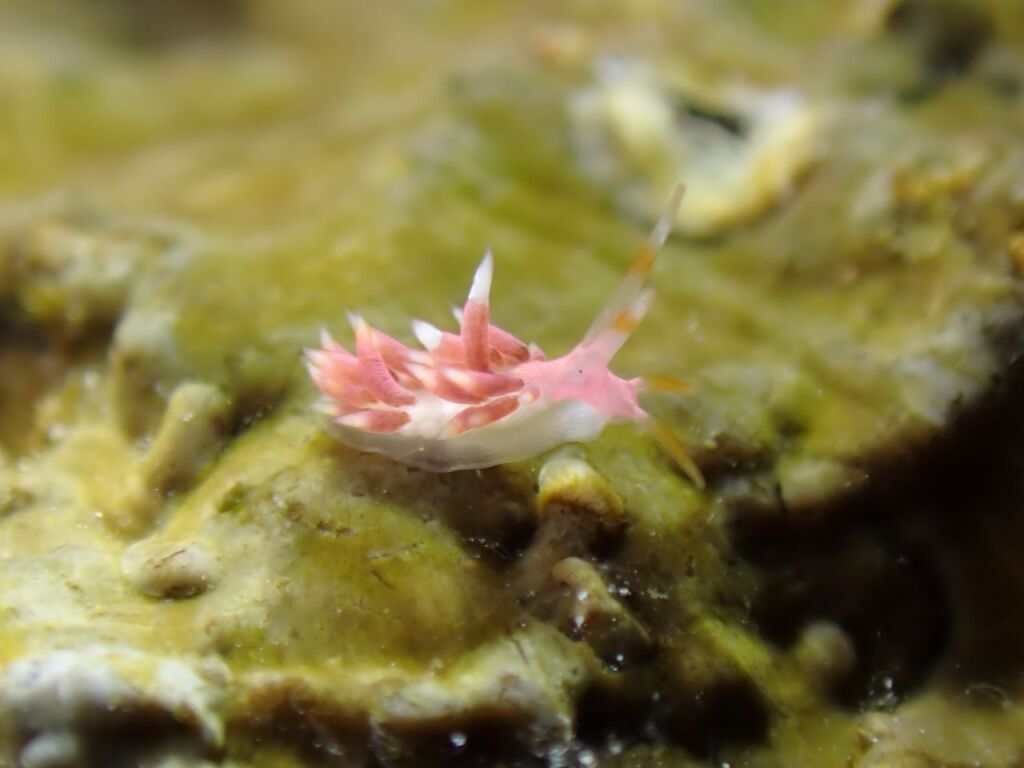 ホホベニミノウミウシ