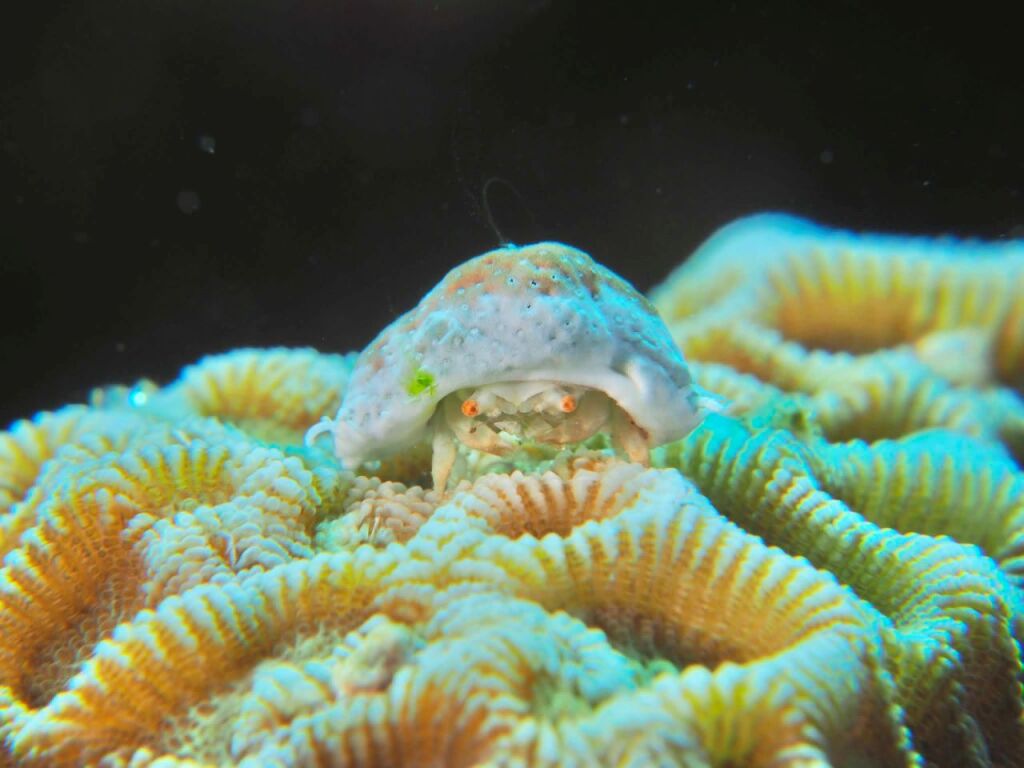 オガサワラカムリ
