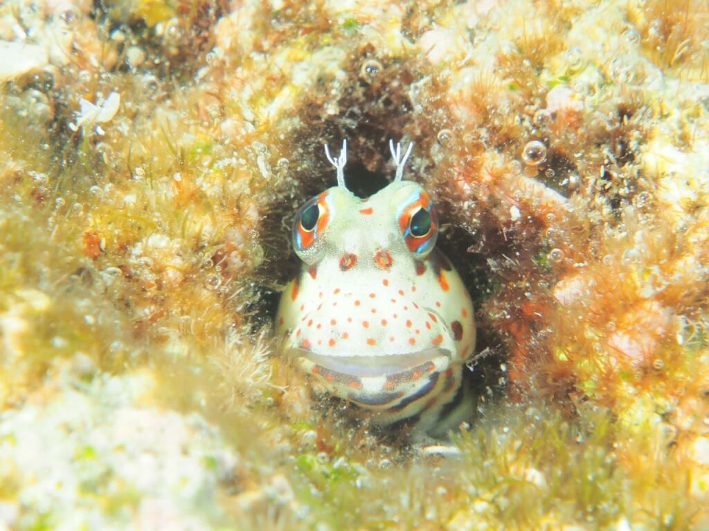 モンツキカエルウオ