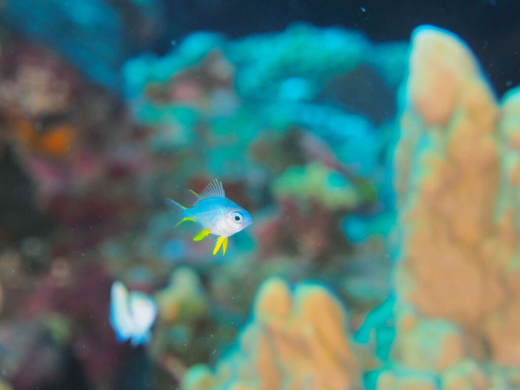 ナミスズメダイ幼魚
