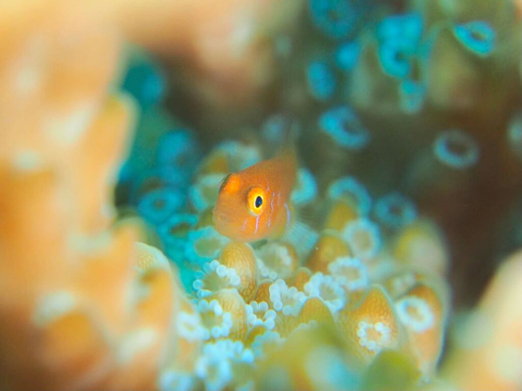 アカネコバンハゼ