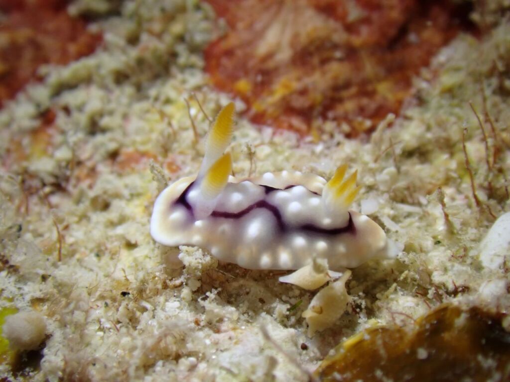 キカモヨウウミウシ