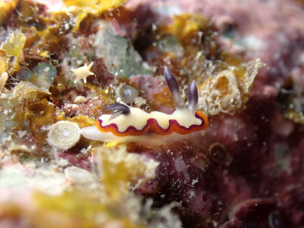 フジナミウミウシ