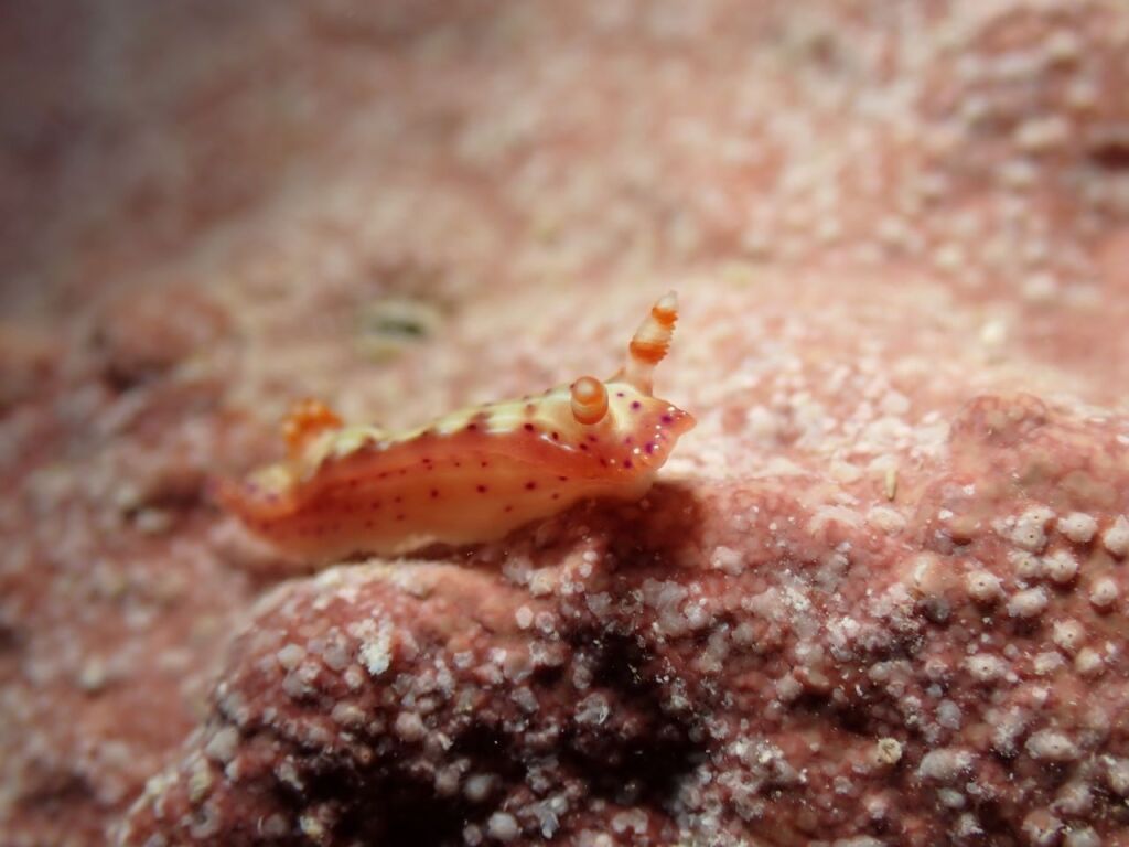 ニヨリセンテンウミウシ