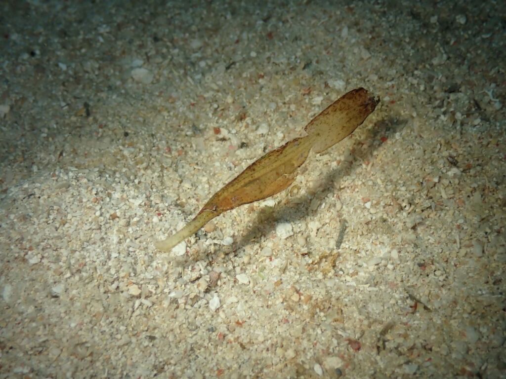 カミソリウオ