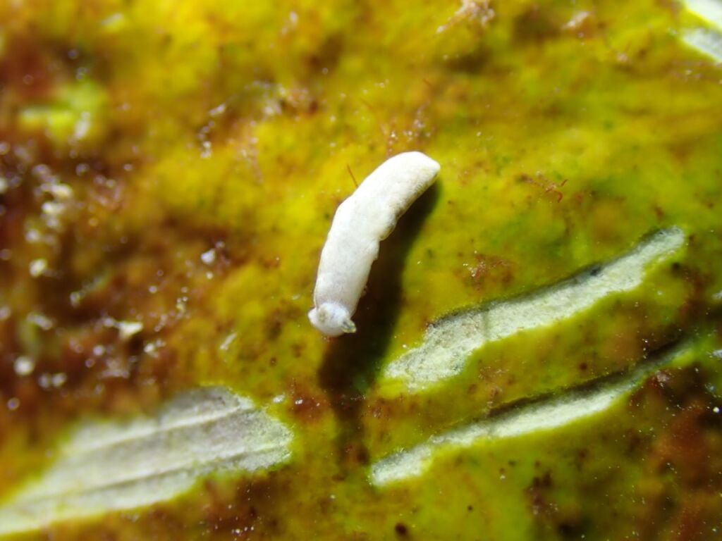 カキシブオトメウミウシ