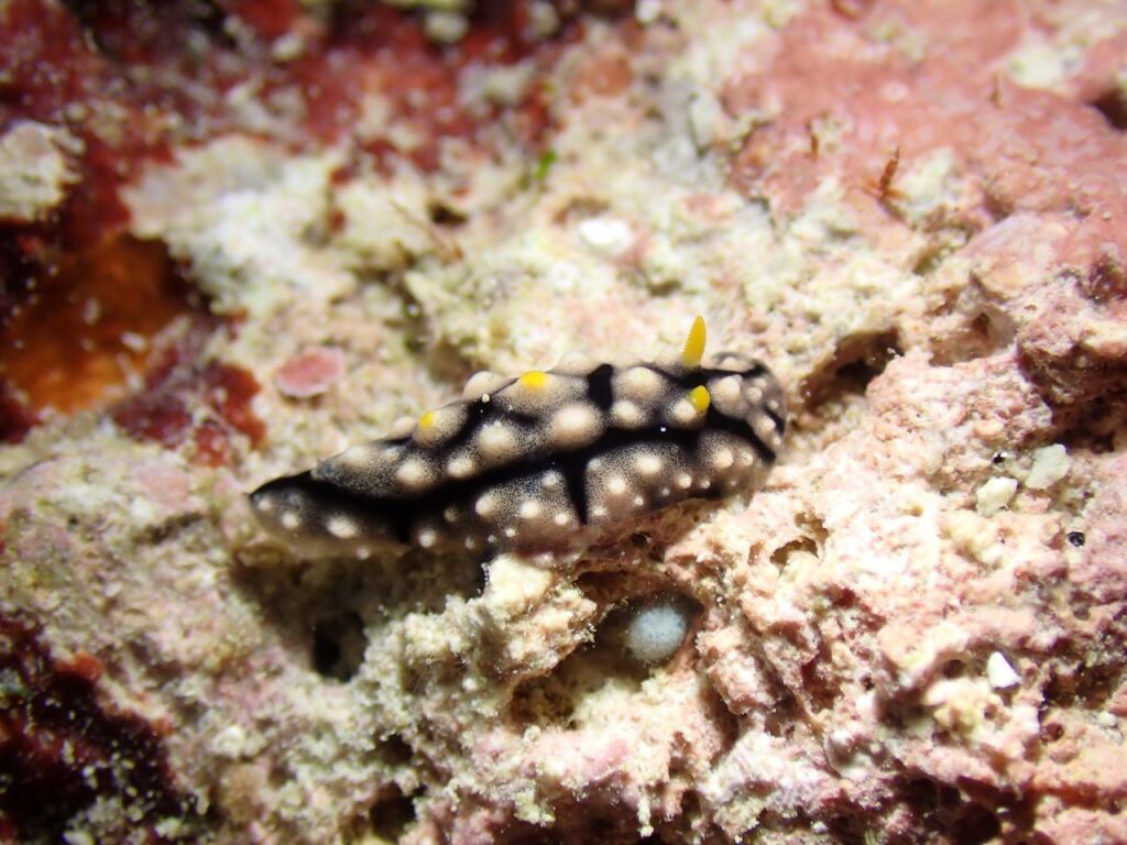 ツノキイボウミウシ
