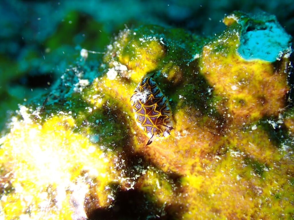 モザイクウミウシ