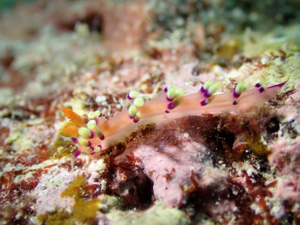 アデヤカミノウミウシ