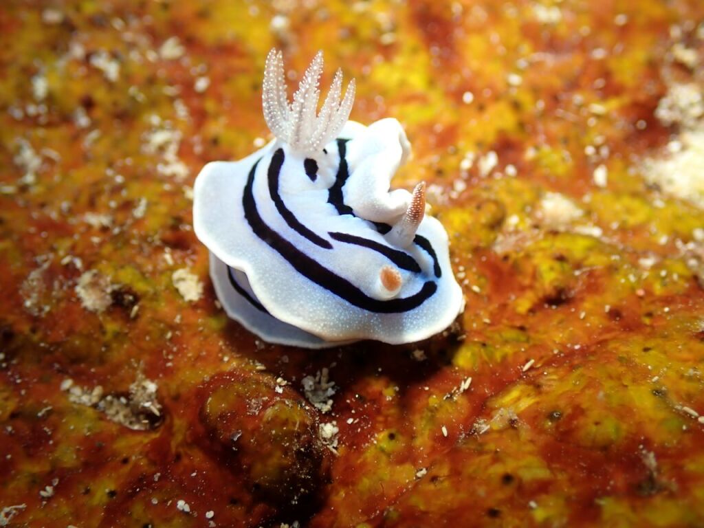 ミゾレウミウシ