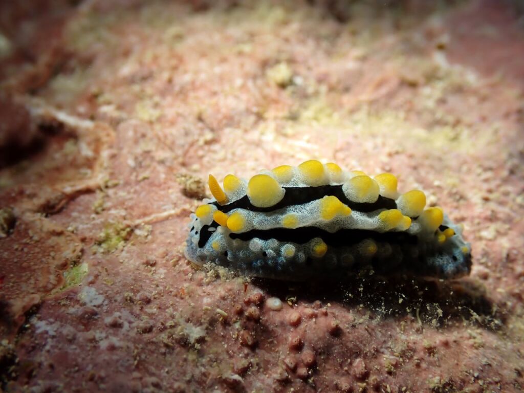 ツノキイボウミウシ