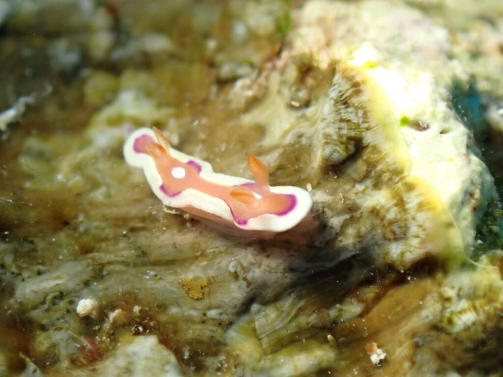 キベリアカイロウミウシ