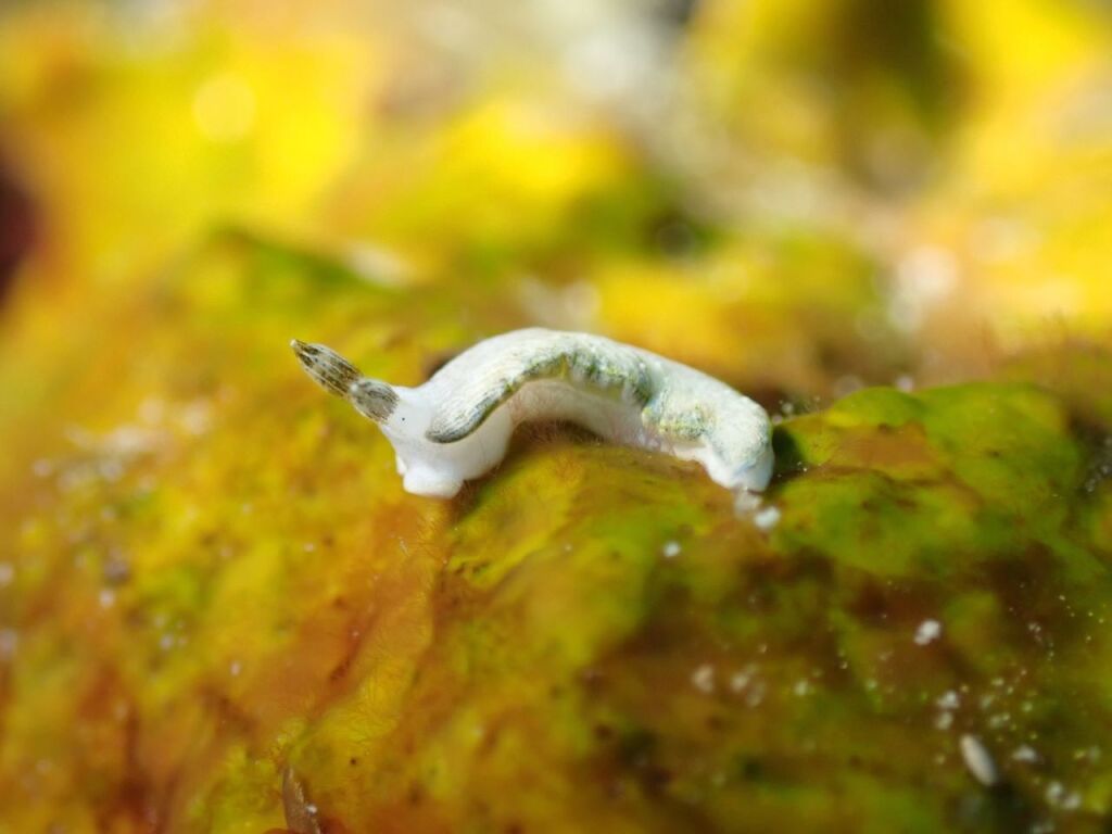 カキシブオトメウミウシ