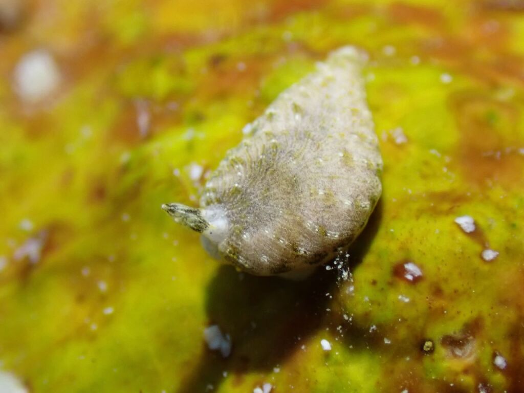 カキシブオトメウミウシ