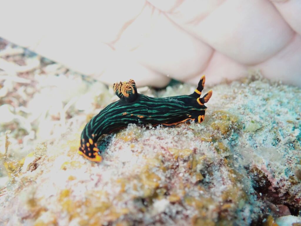 アカフチリュウグウウミウシ