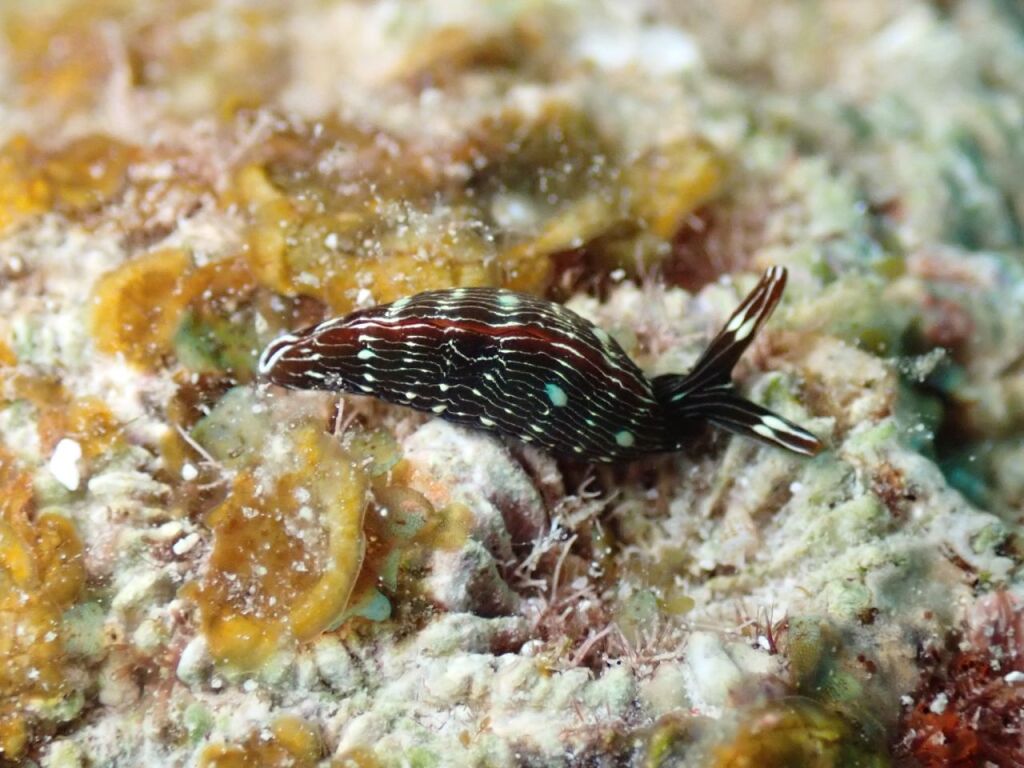 アオテンタスジミドリガイ