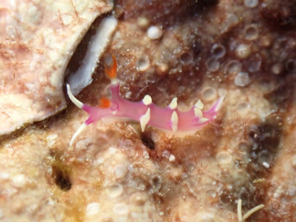 ナンヨウウミウシ