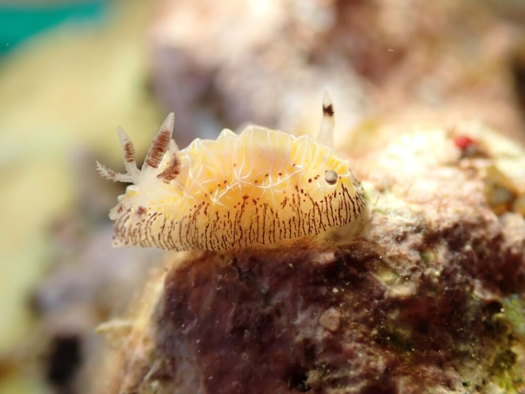 シロスジヒオドシウミウシ