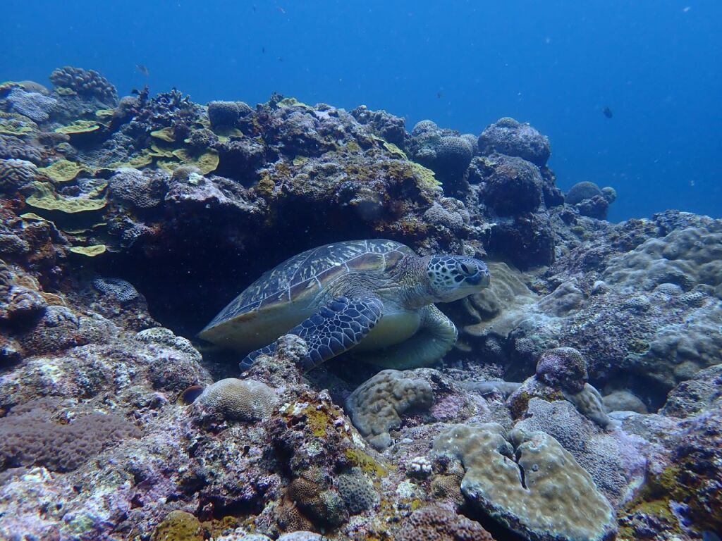 アオウミガメ