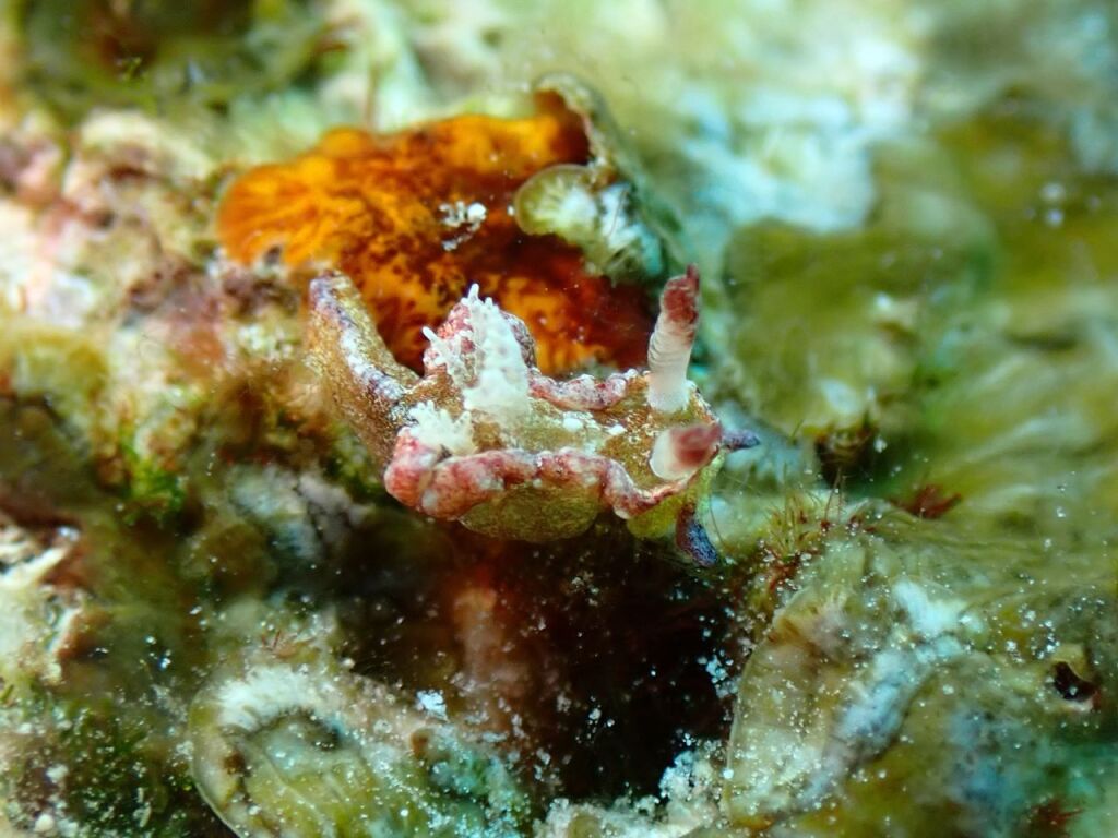 チャトラネコジタウミウシ