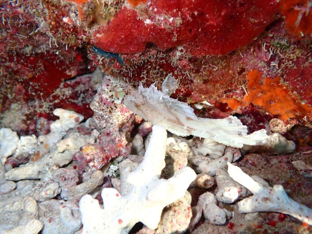 ハダカハオコゼ