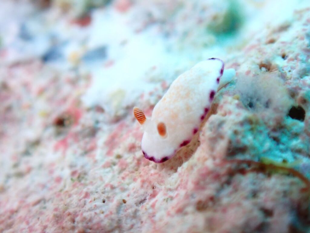 ヒメコモンウミウシ