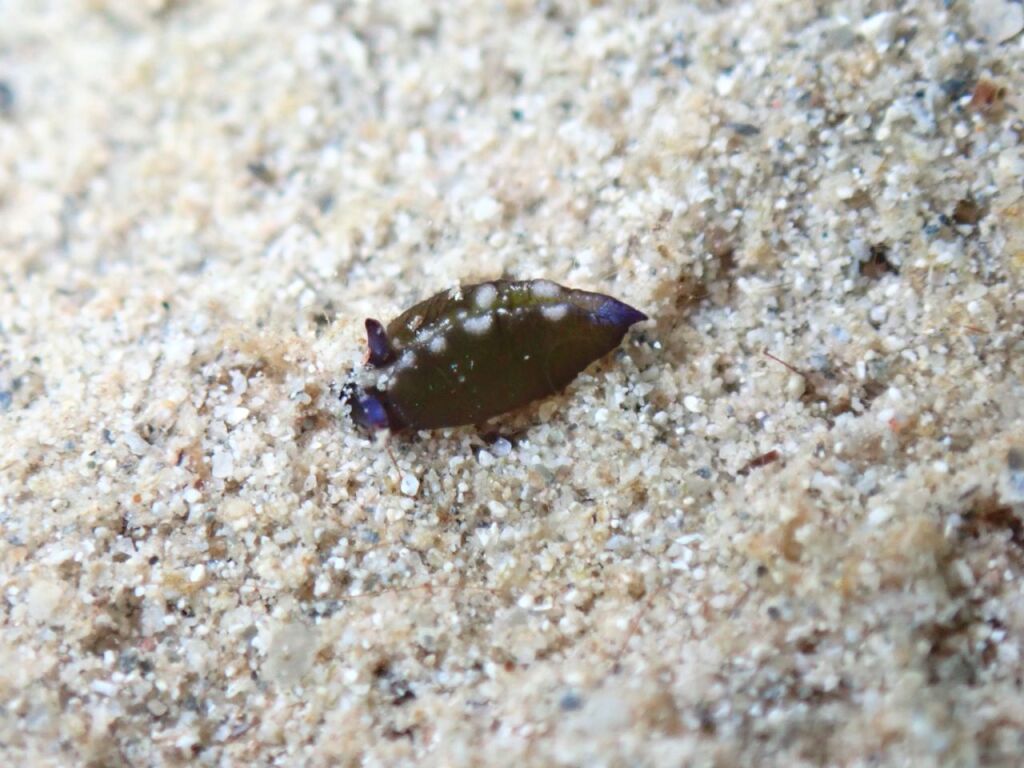アズキウミウシ