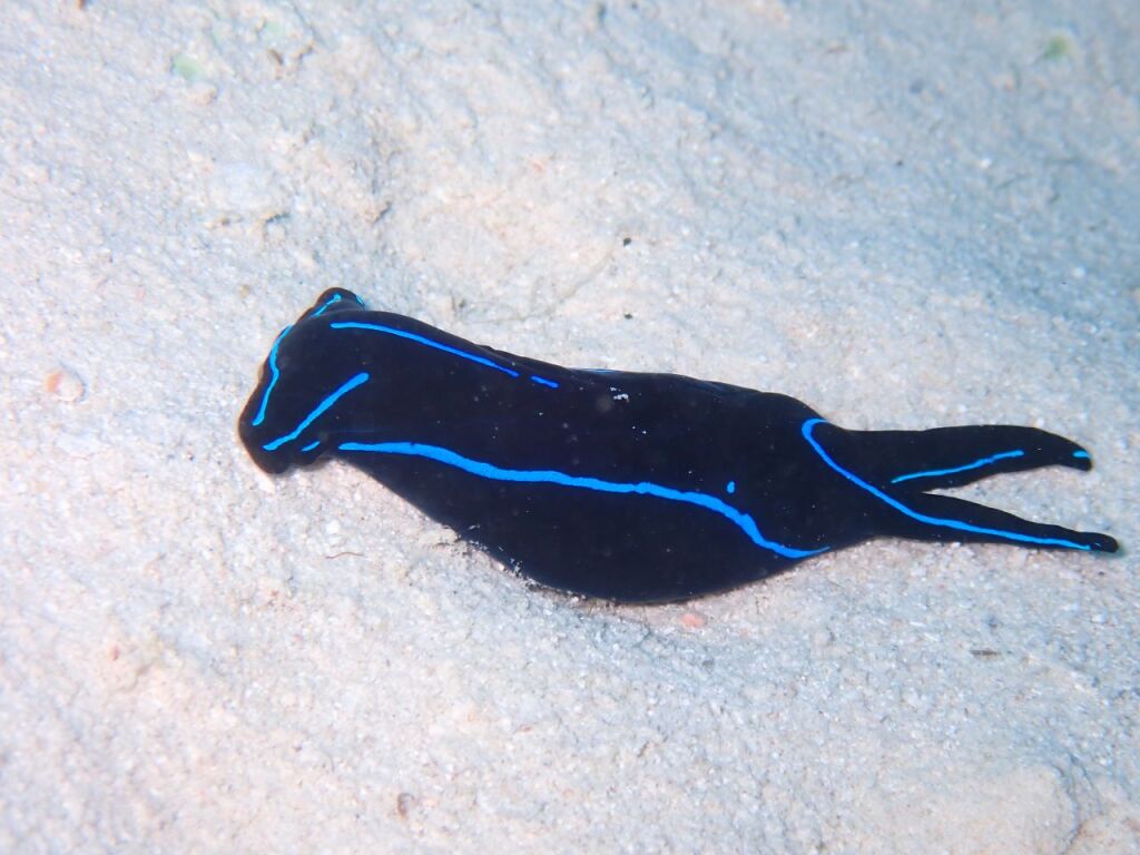 ゲンノウツバメガイ