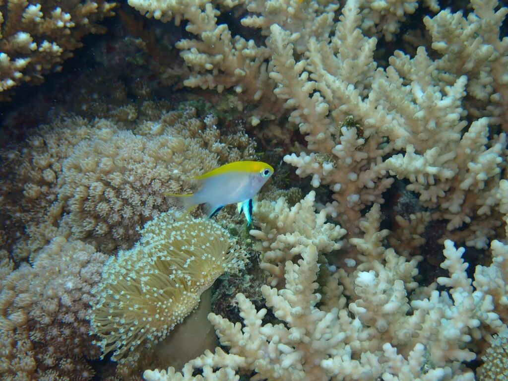 クロスズメダイ幼魚