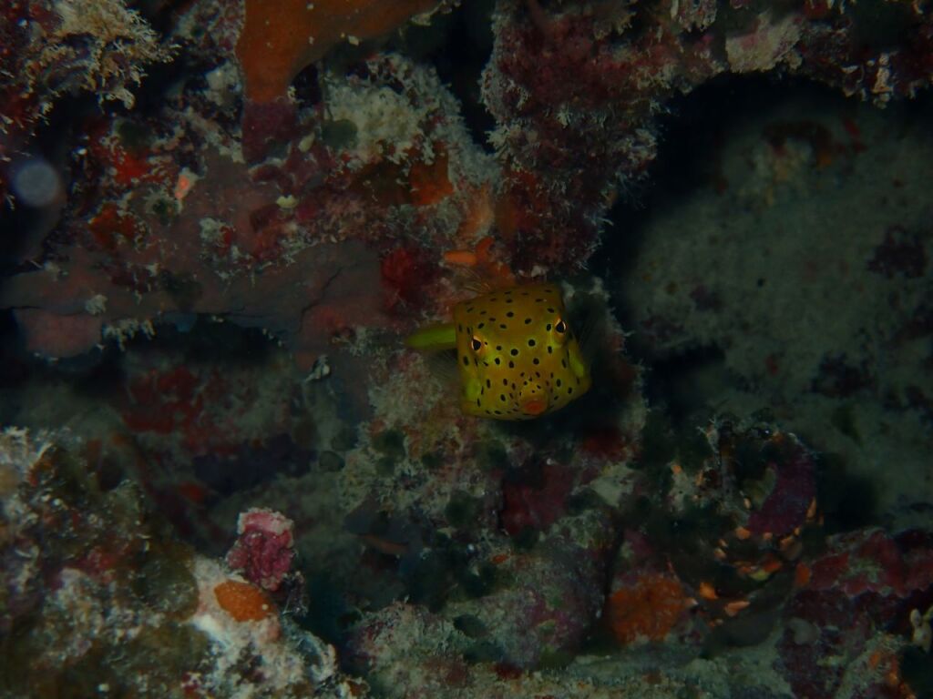 ミナミハコフグ幼魚