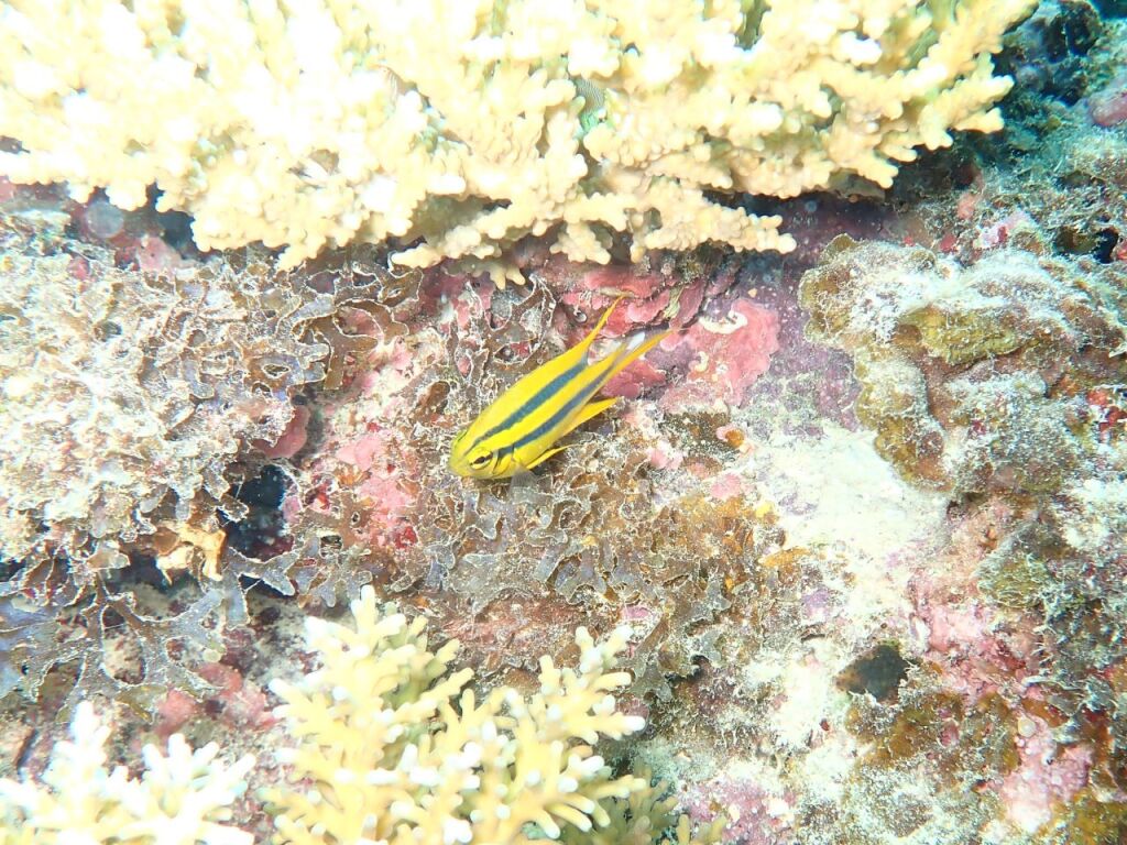 ヒレナガスズメダイ幼魚
