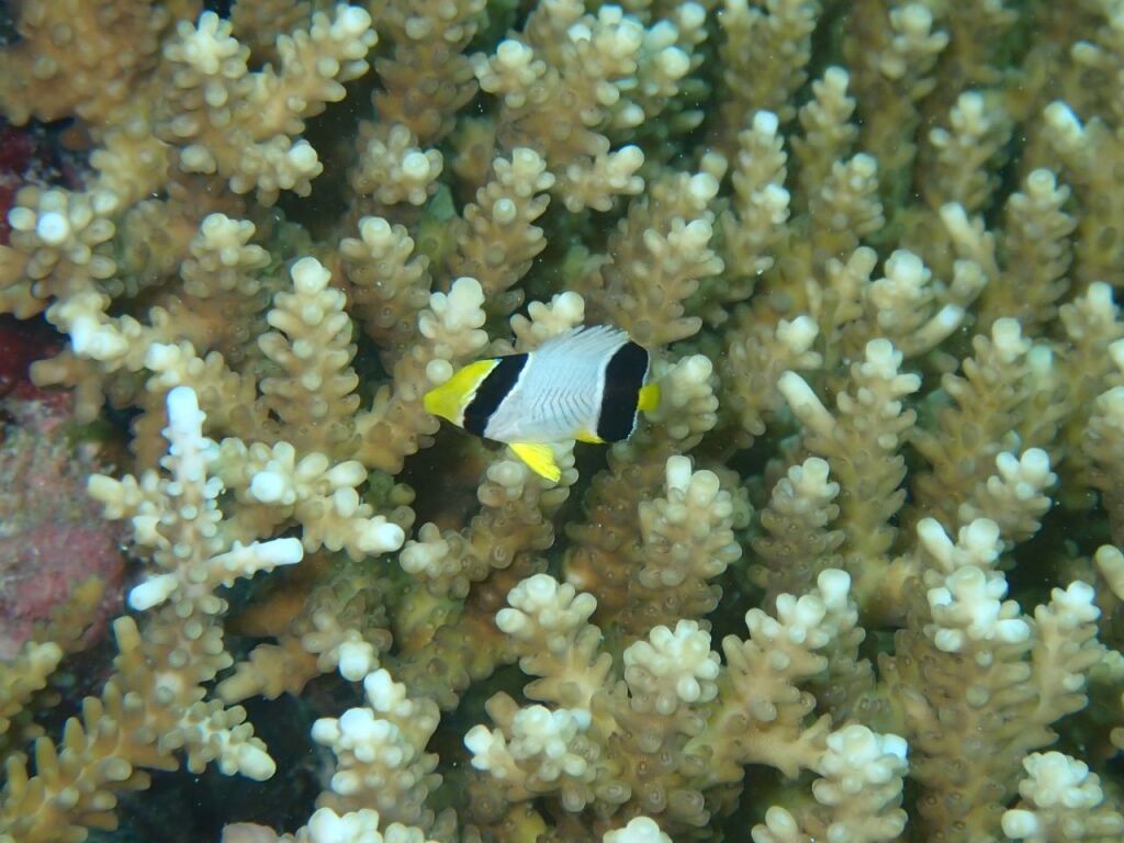 ヤリカタギ幼魚