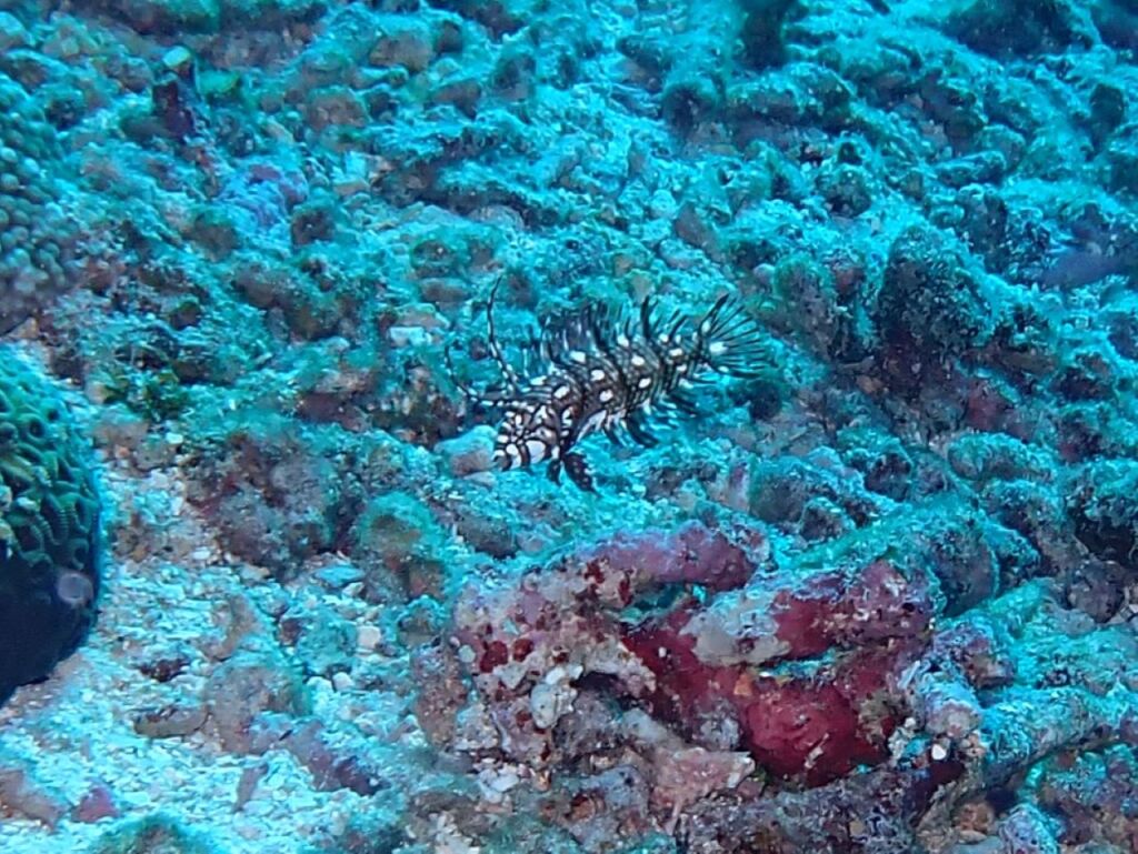 オビテンスモドキ幼魚