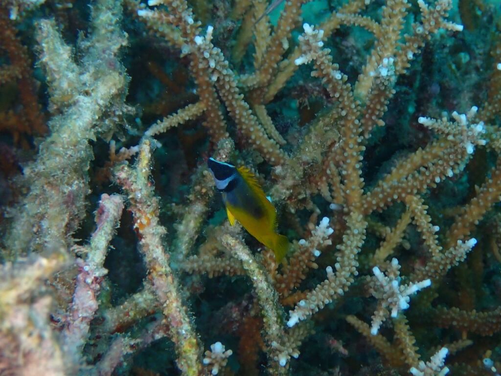 ヒフキアイゴ幼魚