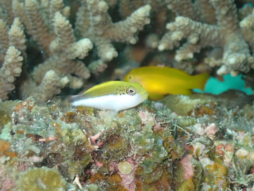 ホシゴンベ幼魚