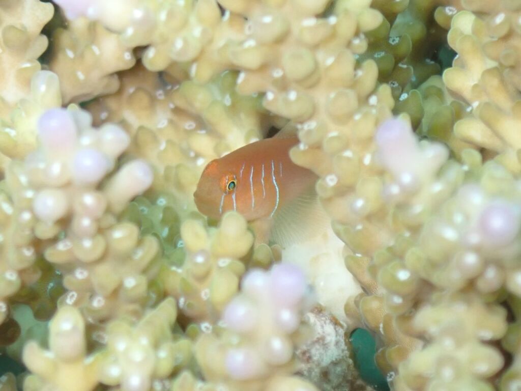 フタイロサンゴハゼ