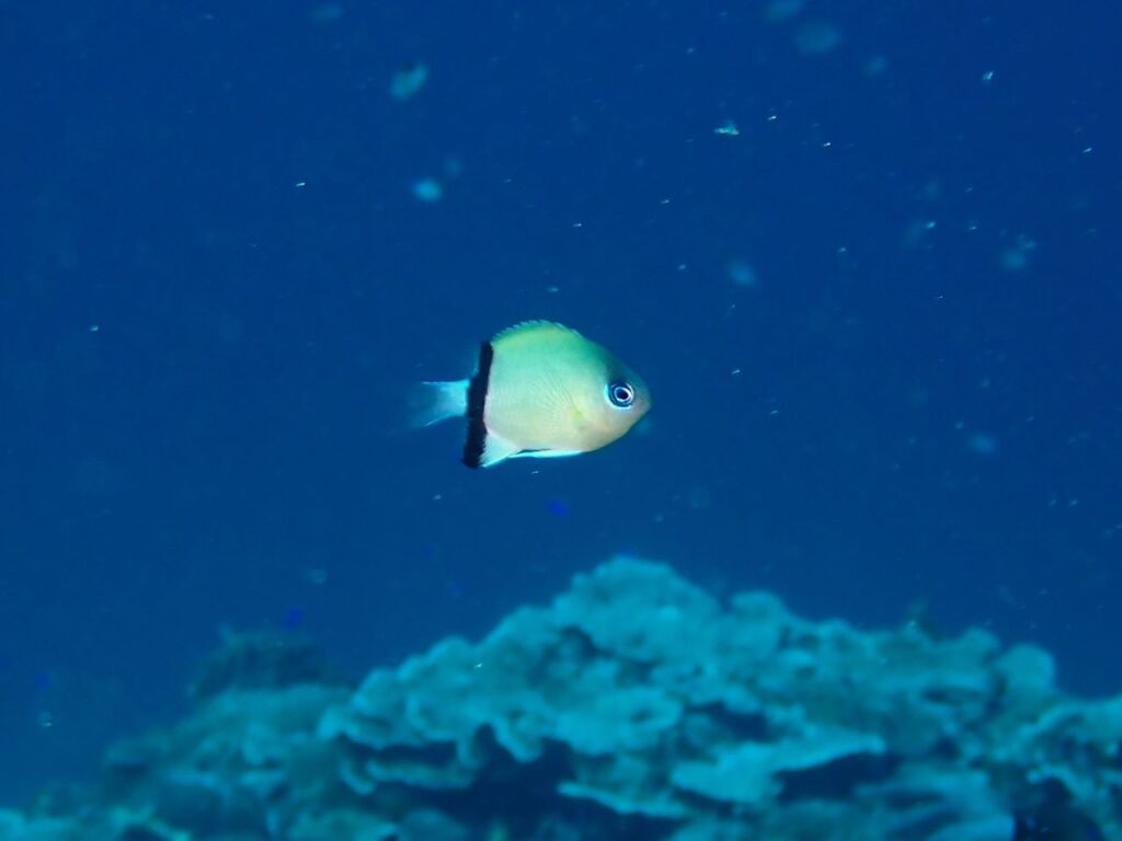 クロオビスズメダイ