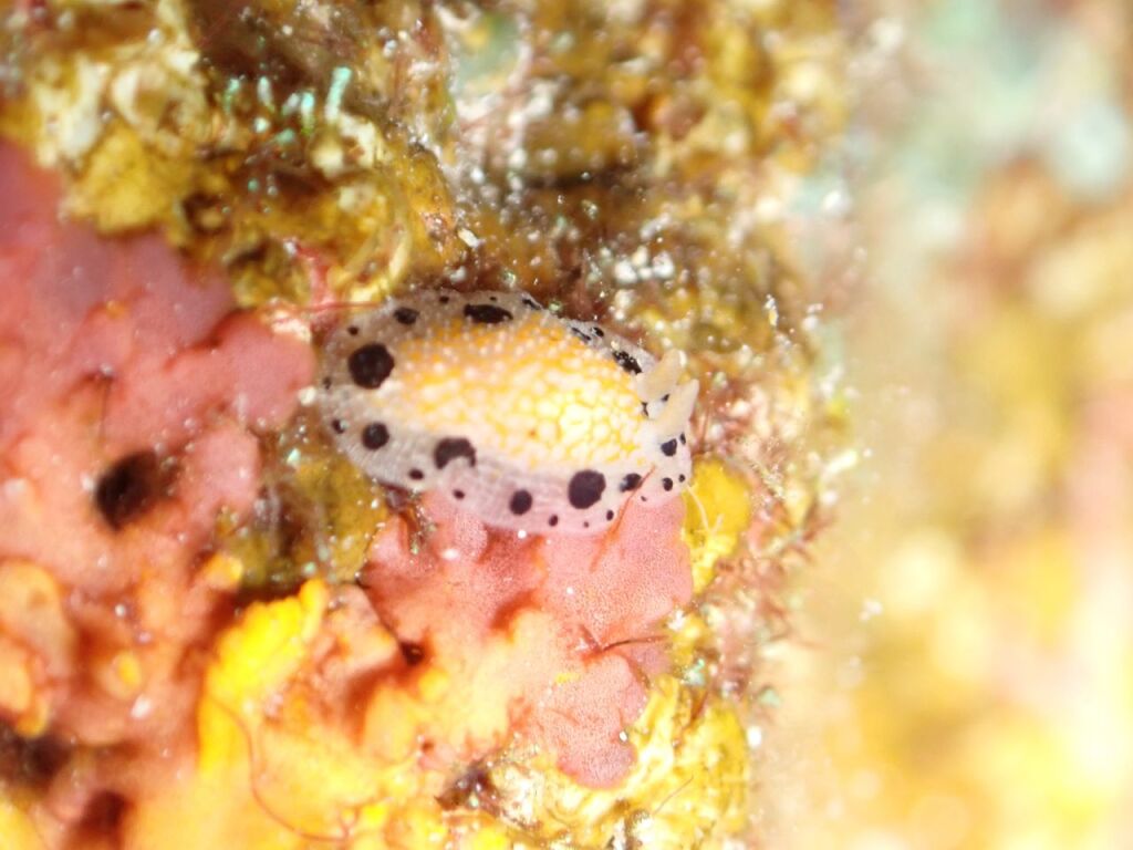 スミツキイボウミウシ