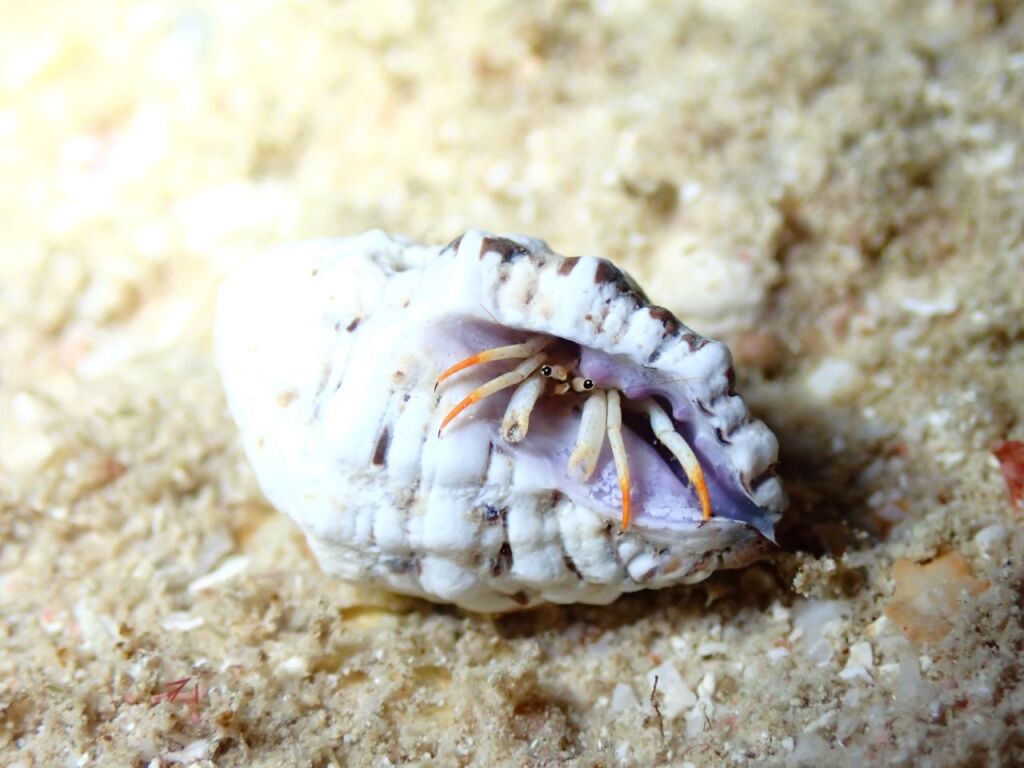 ヤドカリ