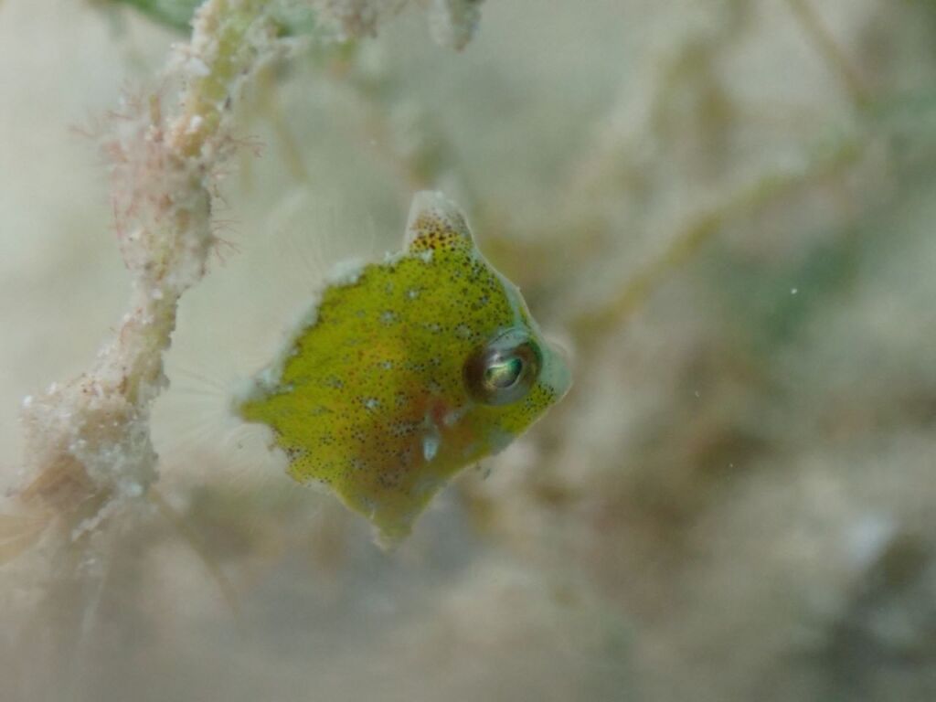セダカカワハギ