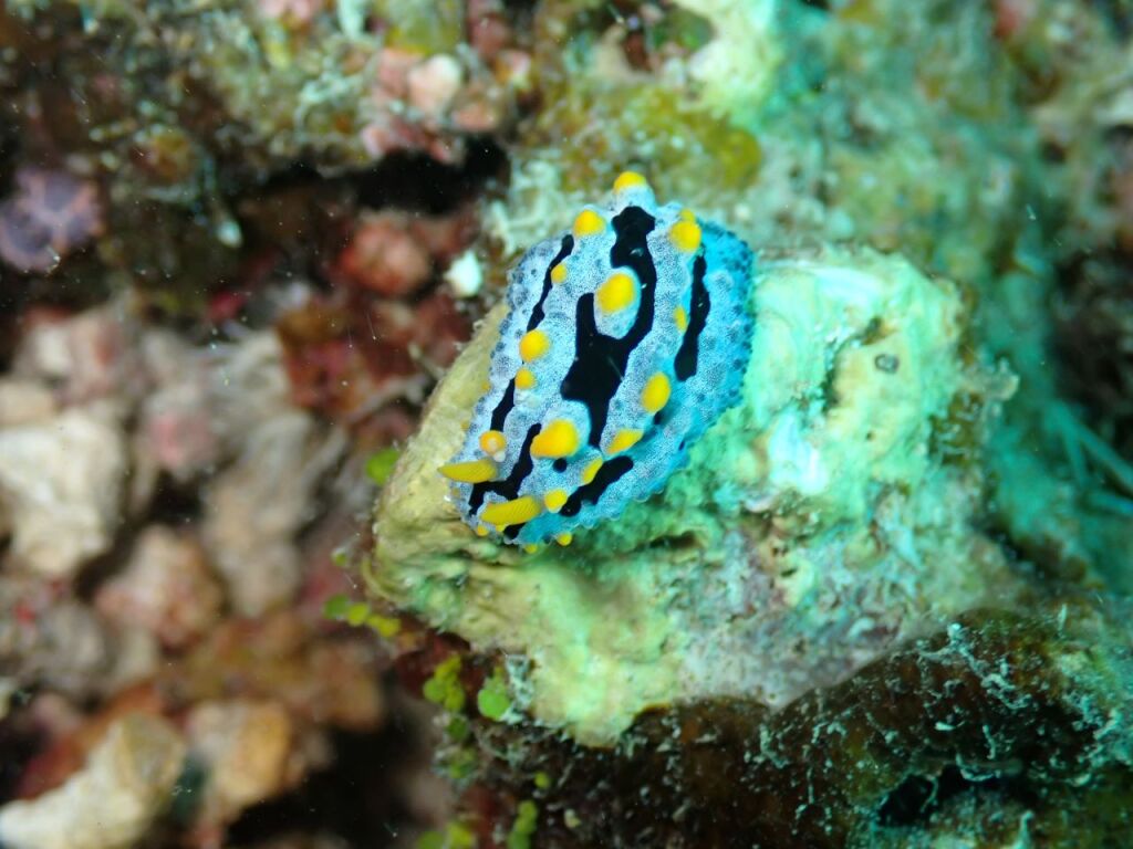 ソライロイボウミウシ