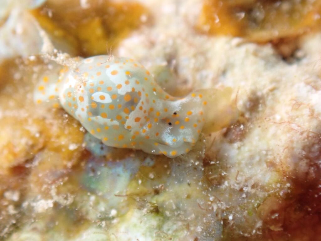 キホシミガキブドウガイ