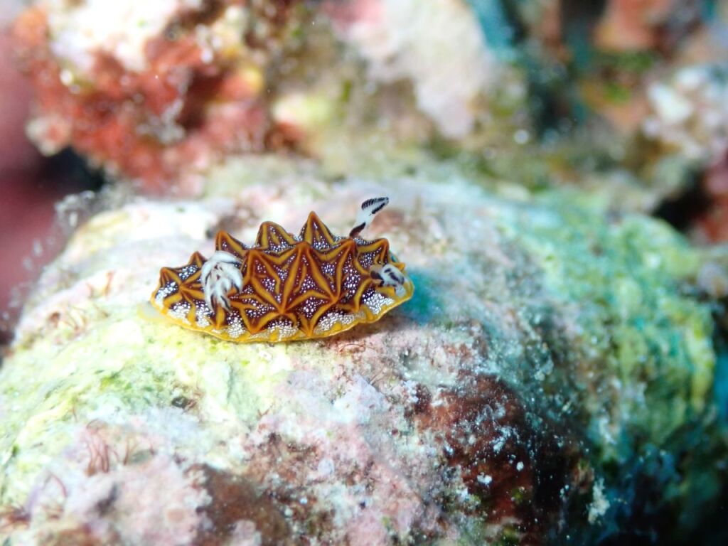 モザイクウミウシ
