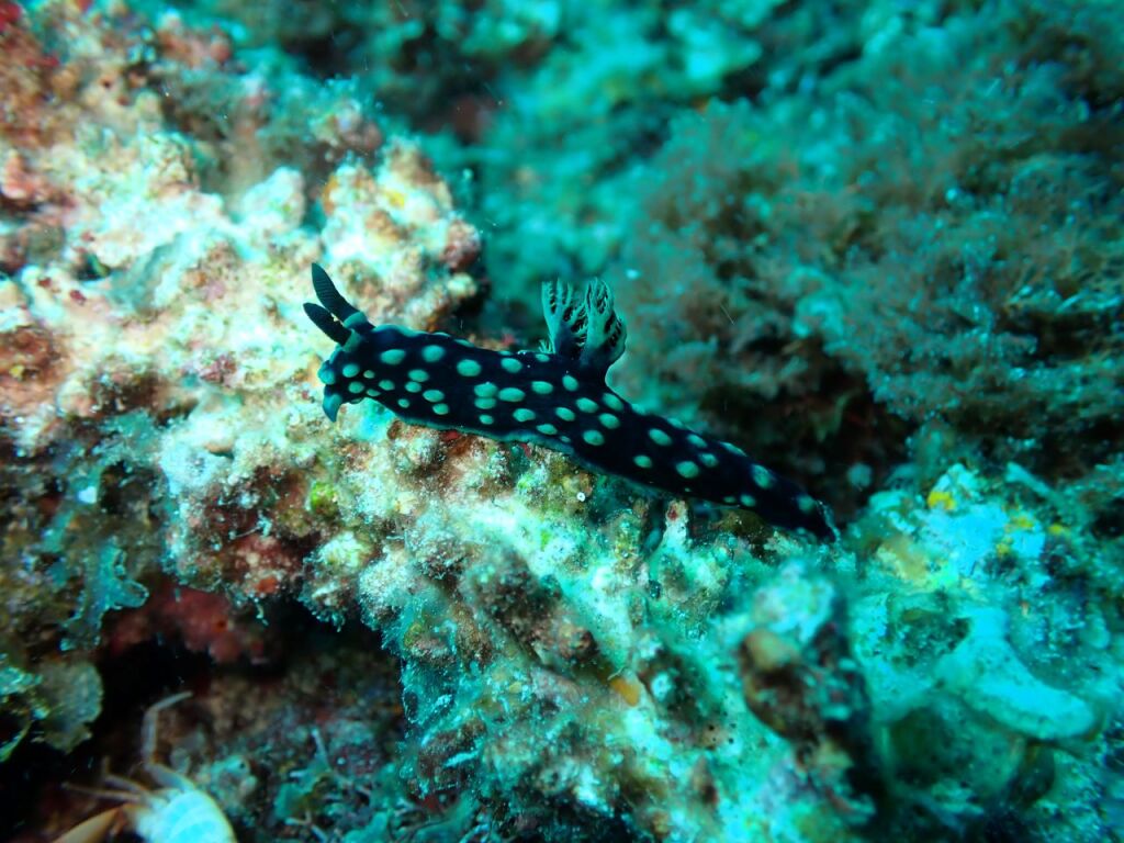トサカリュウグウウミウシ